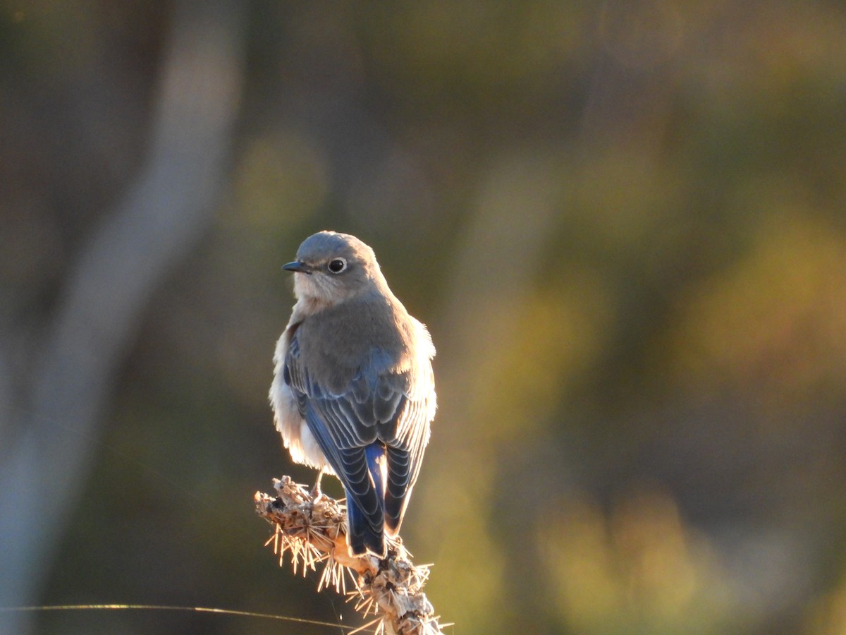 Dağ Mavi Ardıcı - ML646065040