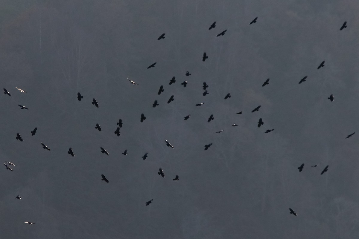 Kırmızı Gagalı Dağ Kargası - ML646065041