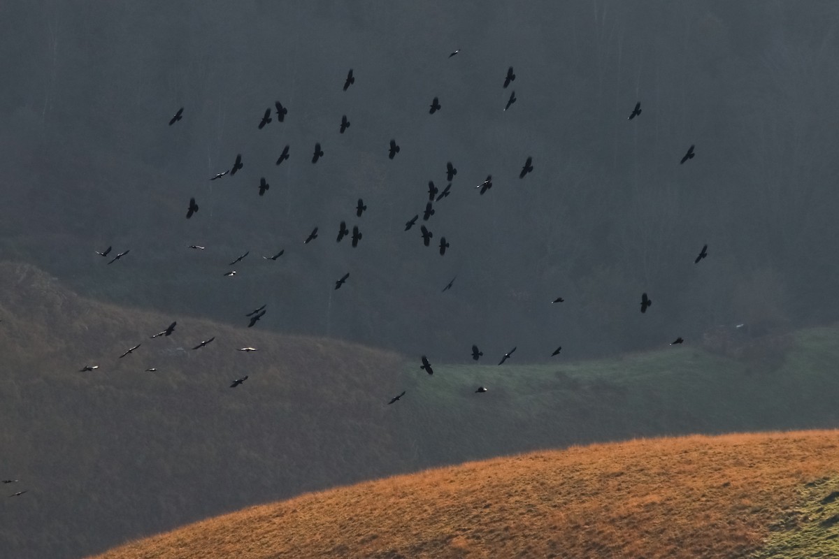 Kırmızı Gagalı Dağ Kargası - ML646065043