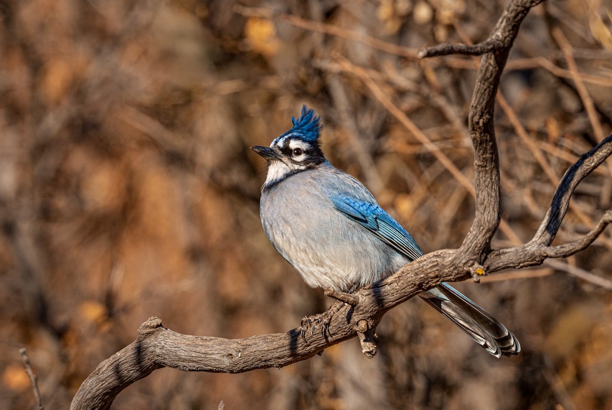 Стеллерова x Голубая сойка (гибрид) - ML646065044