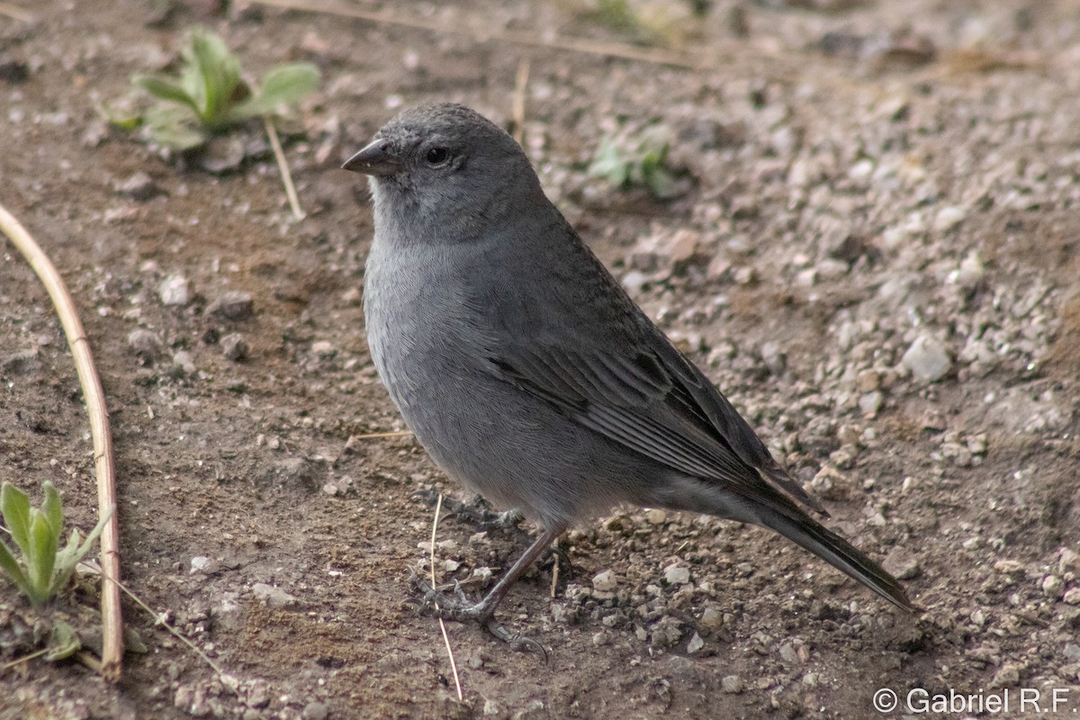 Plumbeous Sierra Finch - ML646065045