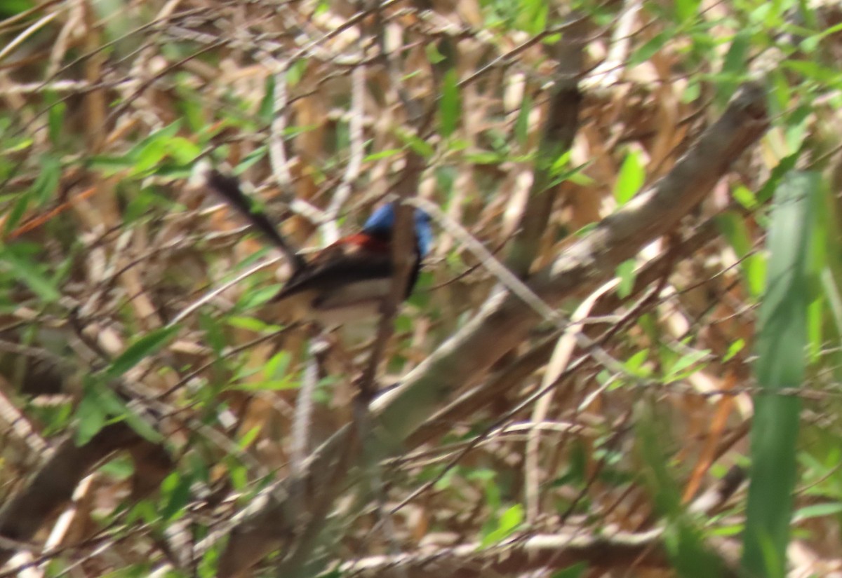 Tatlı Peribülbülü - ML646065050