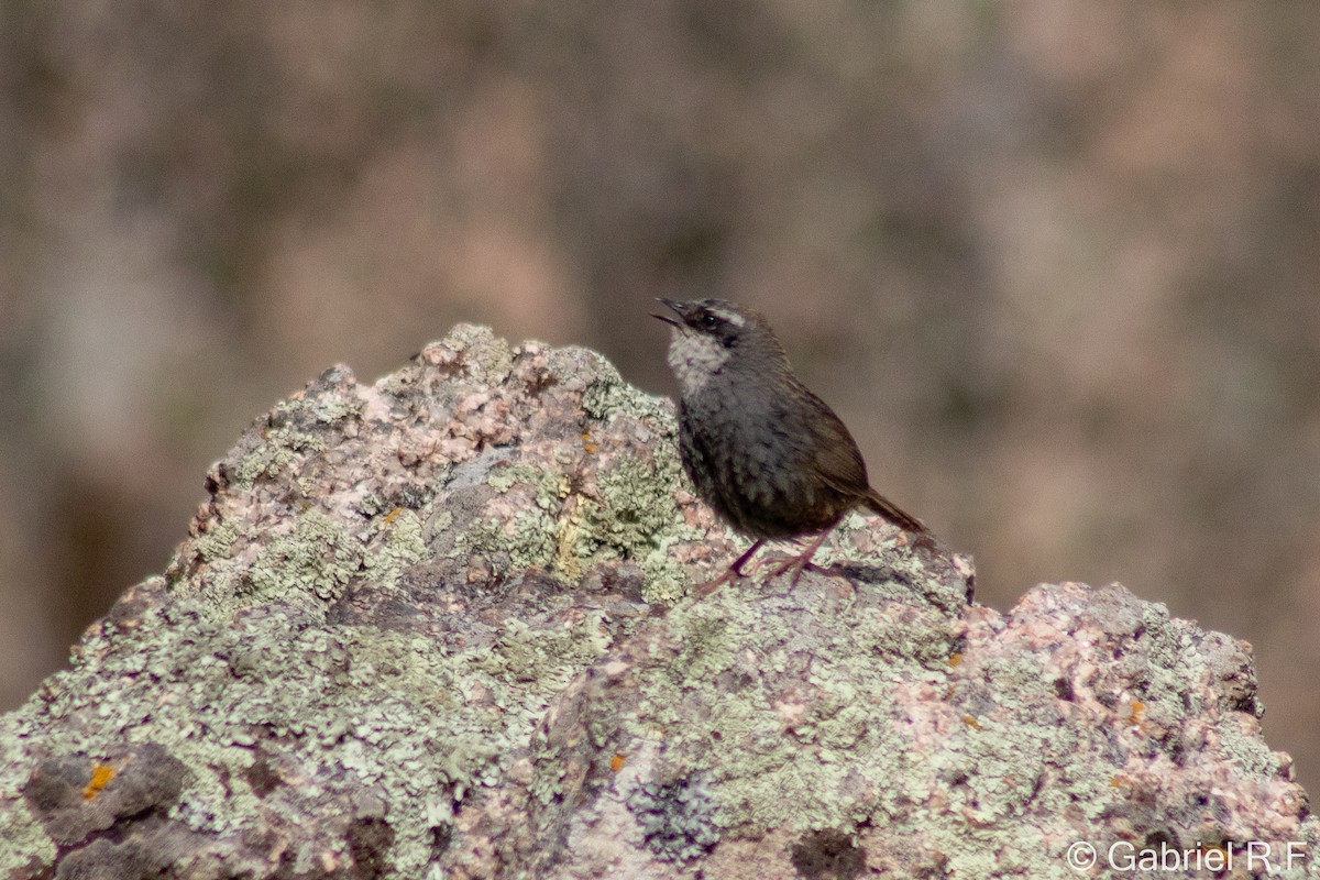 White-browed Tapaculo - ML646065051