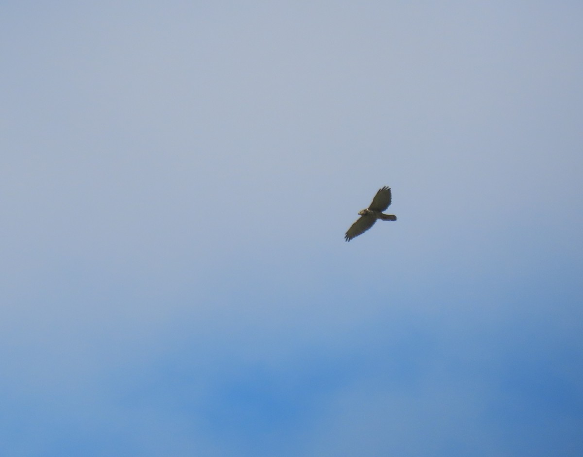 Broad-winged Hawk - ML646065056