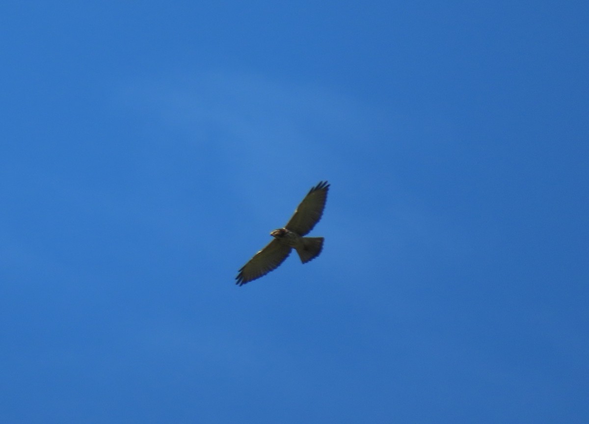 Broad-winged Hawk - ML646065057