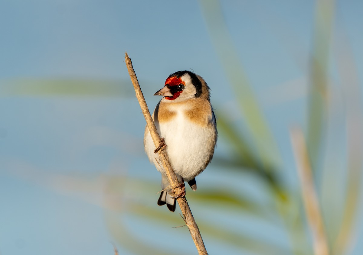 European Goldfinch - ML646065058