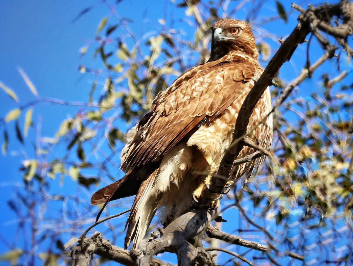 Red-shouldered Hawk - ML646065060