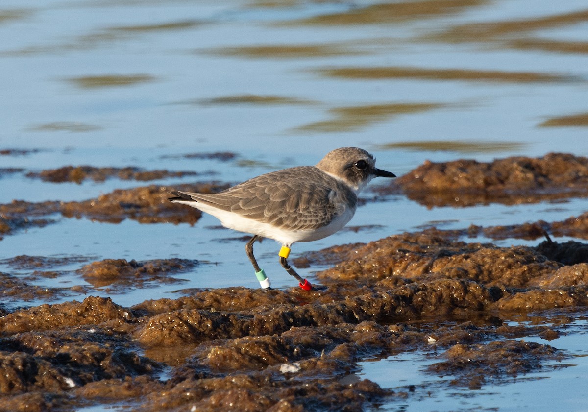 Kentish Plover - ML646065061