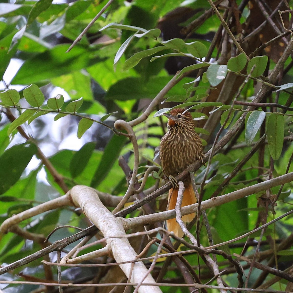 Striated Softtail - ML646065069