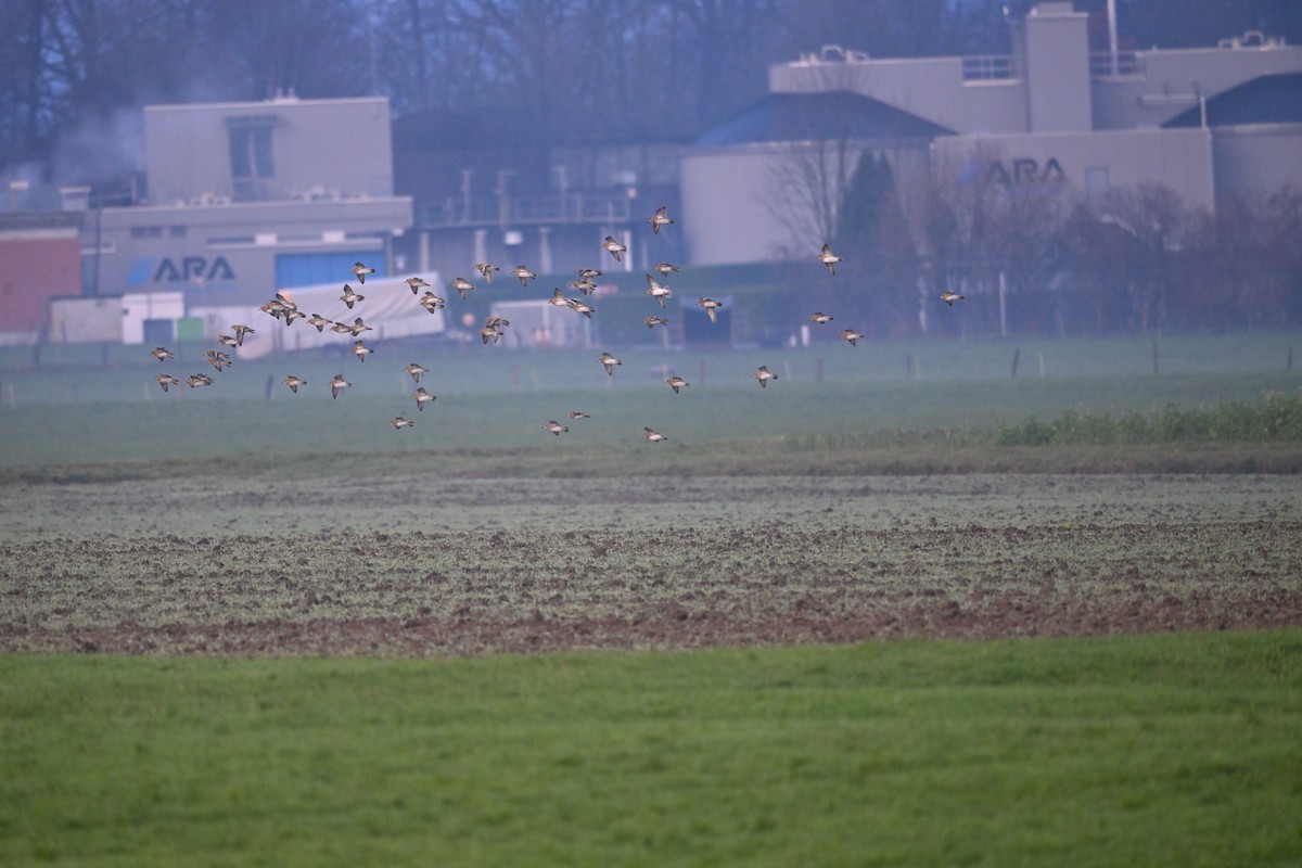 Сивка звичайна - ML646065071