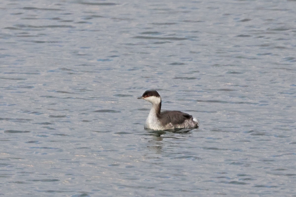 Horned Grebe - ML646065072