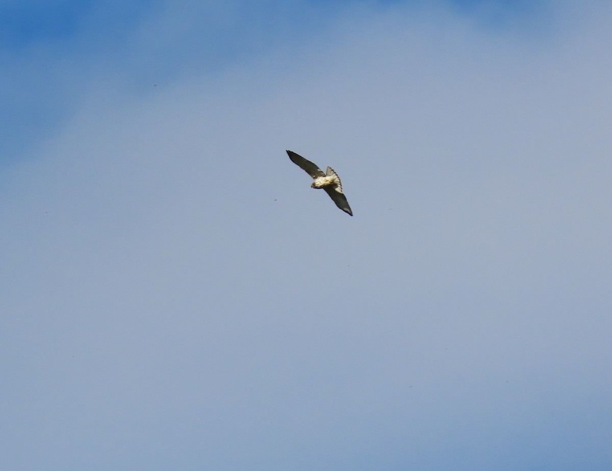 Broad-winged Hawk - ML646065074