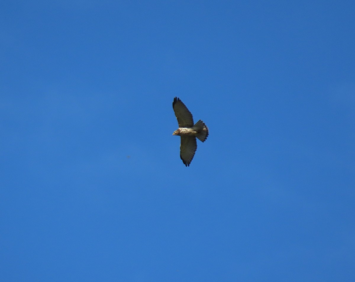 Broad-winged Hawk - ML646065076