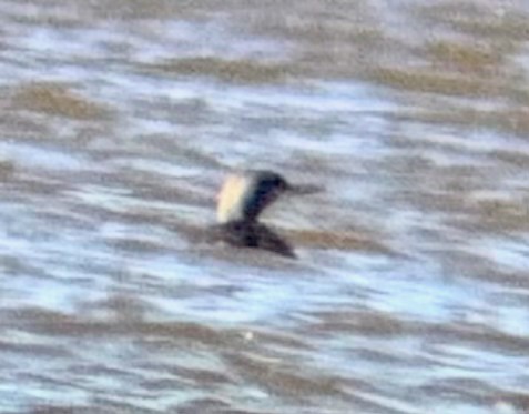 Red-throated Loon - ML646065078