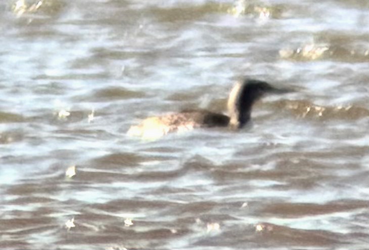 Red-throated Loon - ML646065079