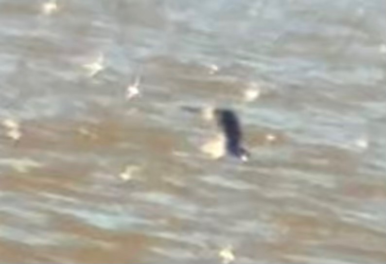 Red-throated Loon - ML646065080