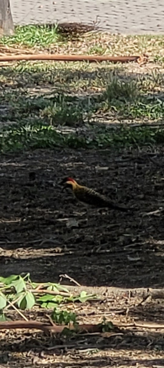 Grünbindenspecht - ML646065083