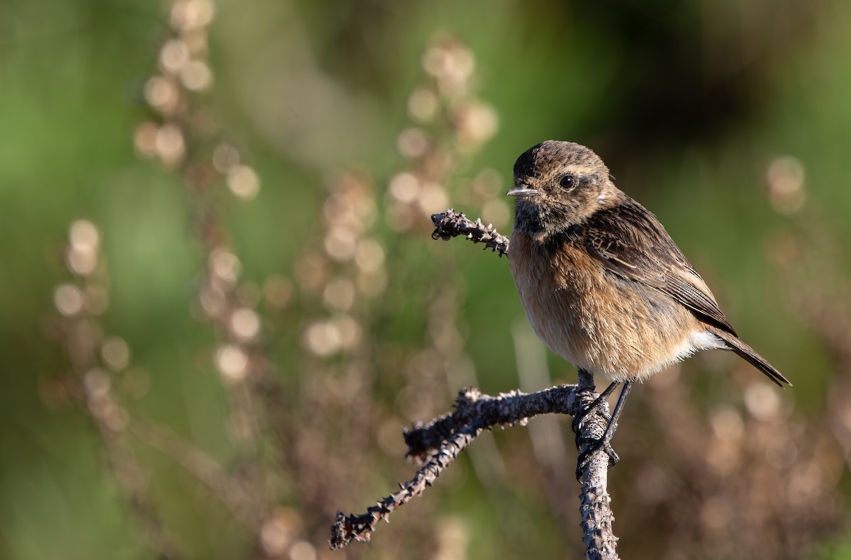 European Stonechat - ML646065084