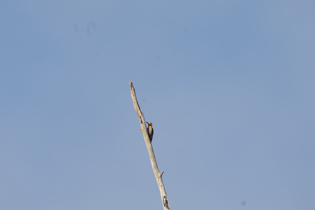 Campo Flicker - ML646065087