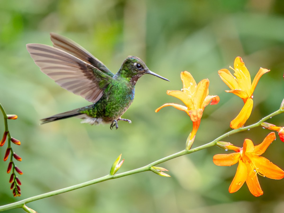 Tourmaline Sunangel - ML646065090