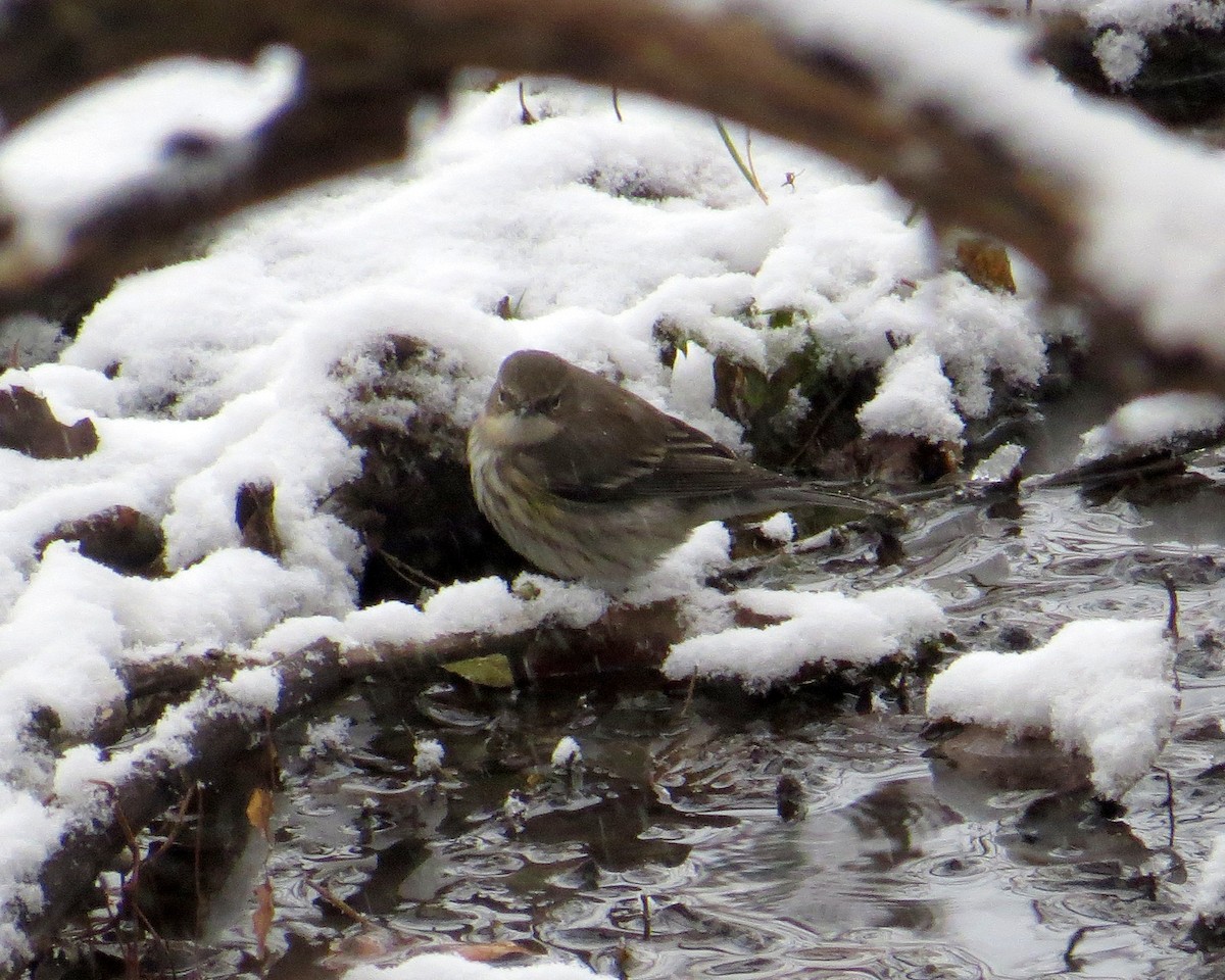Yellow-rumped Warbler - ML646065092