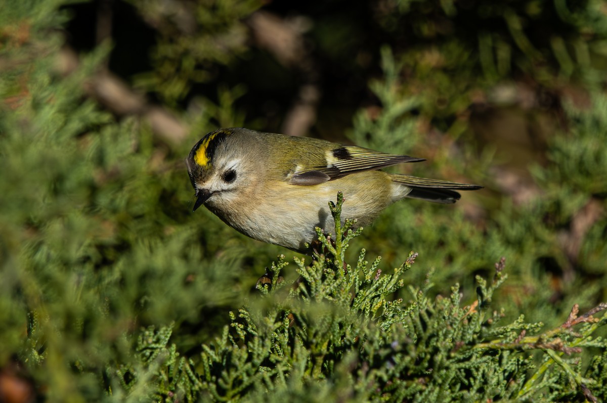 Goldcrest - ML646065095