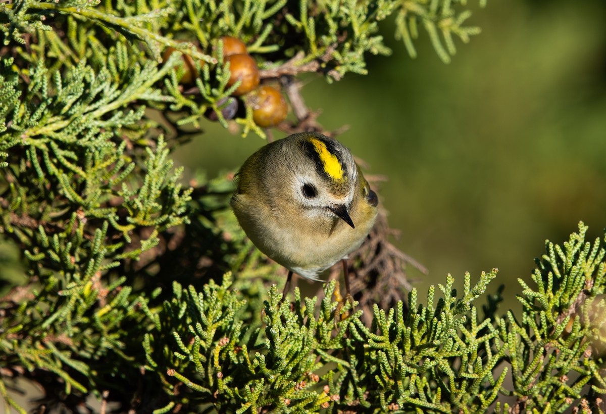 Goldcrest - ML646065096