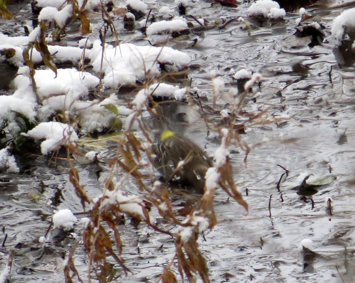 Yellow-rumped Warbler - ML646065097