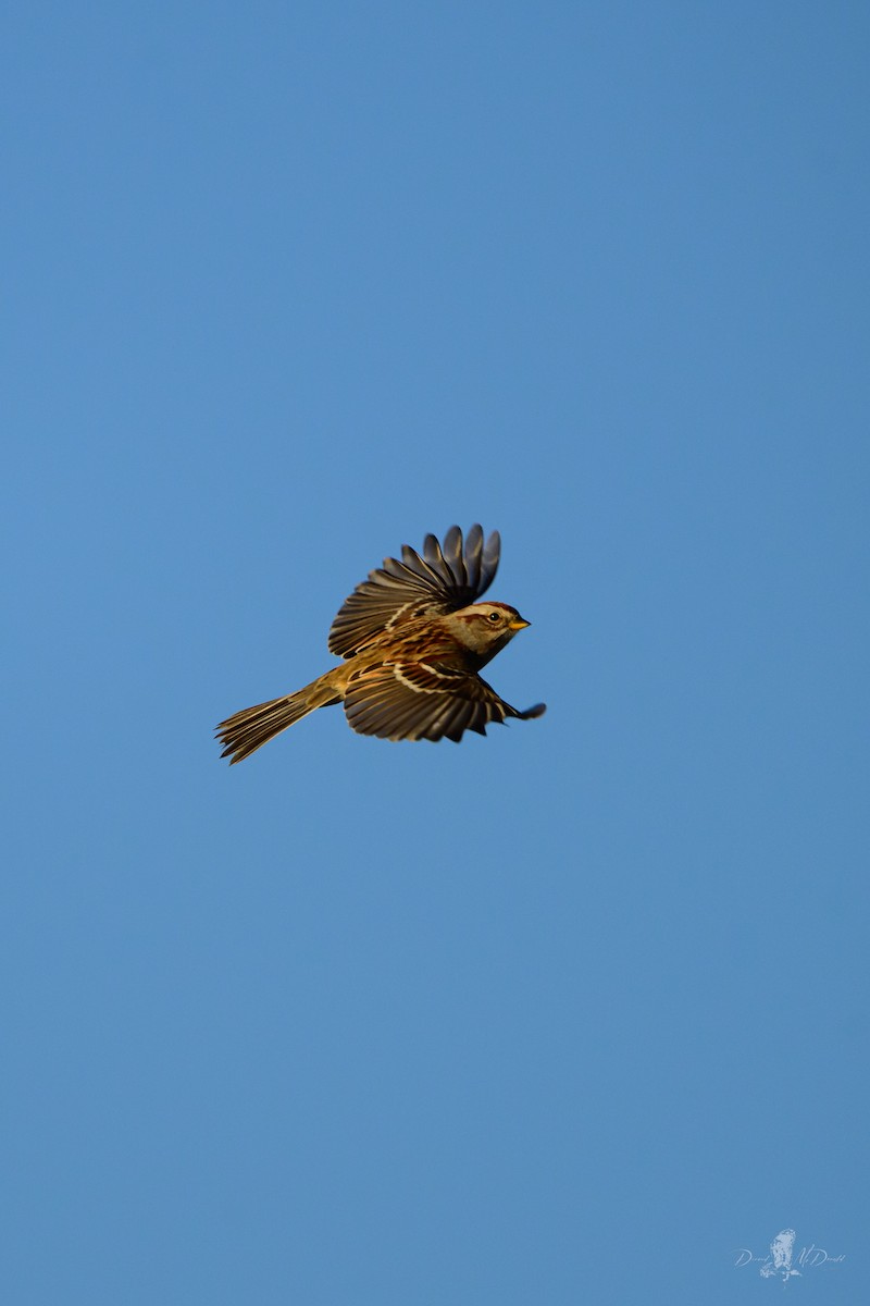 American Tree Sparrow - ML646065098