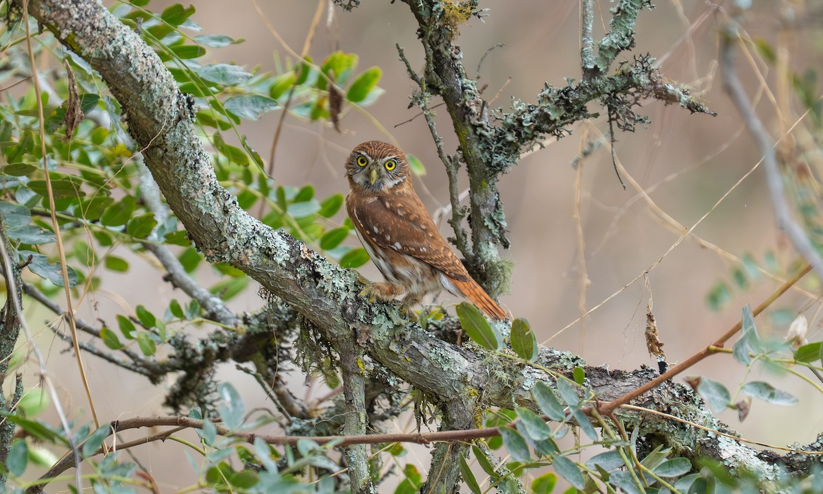 Peruvian Pygmy-Owl - ML646065104