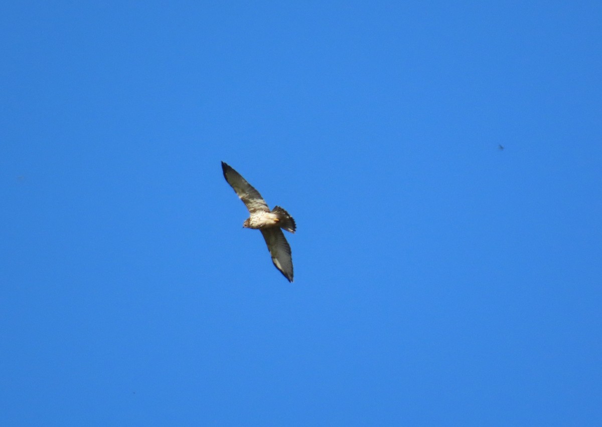 Broad-winged Hawk - ML646065106