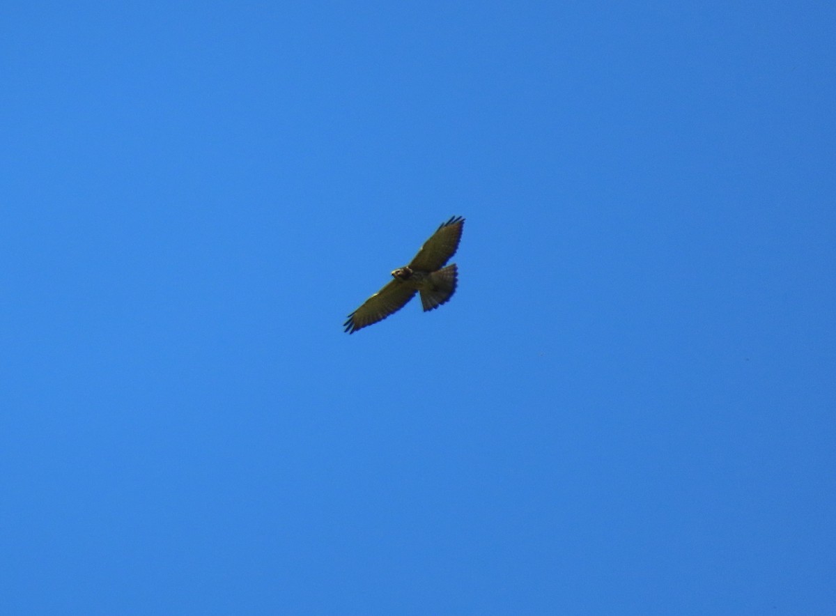 Broad-winged Hawk - ML646065107