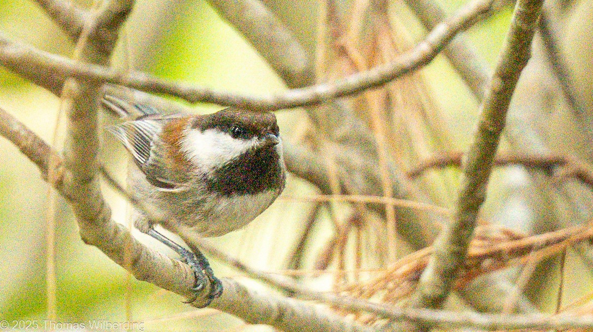Chestnut-backed Chickadee - ML646065108