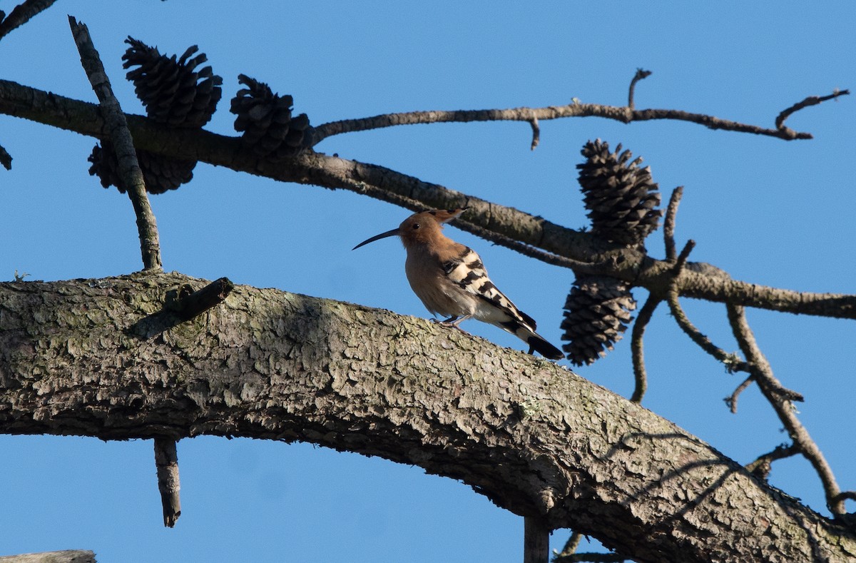 Common Hoopoe - ML646065109