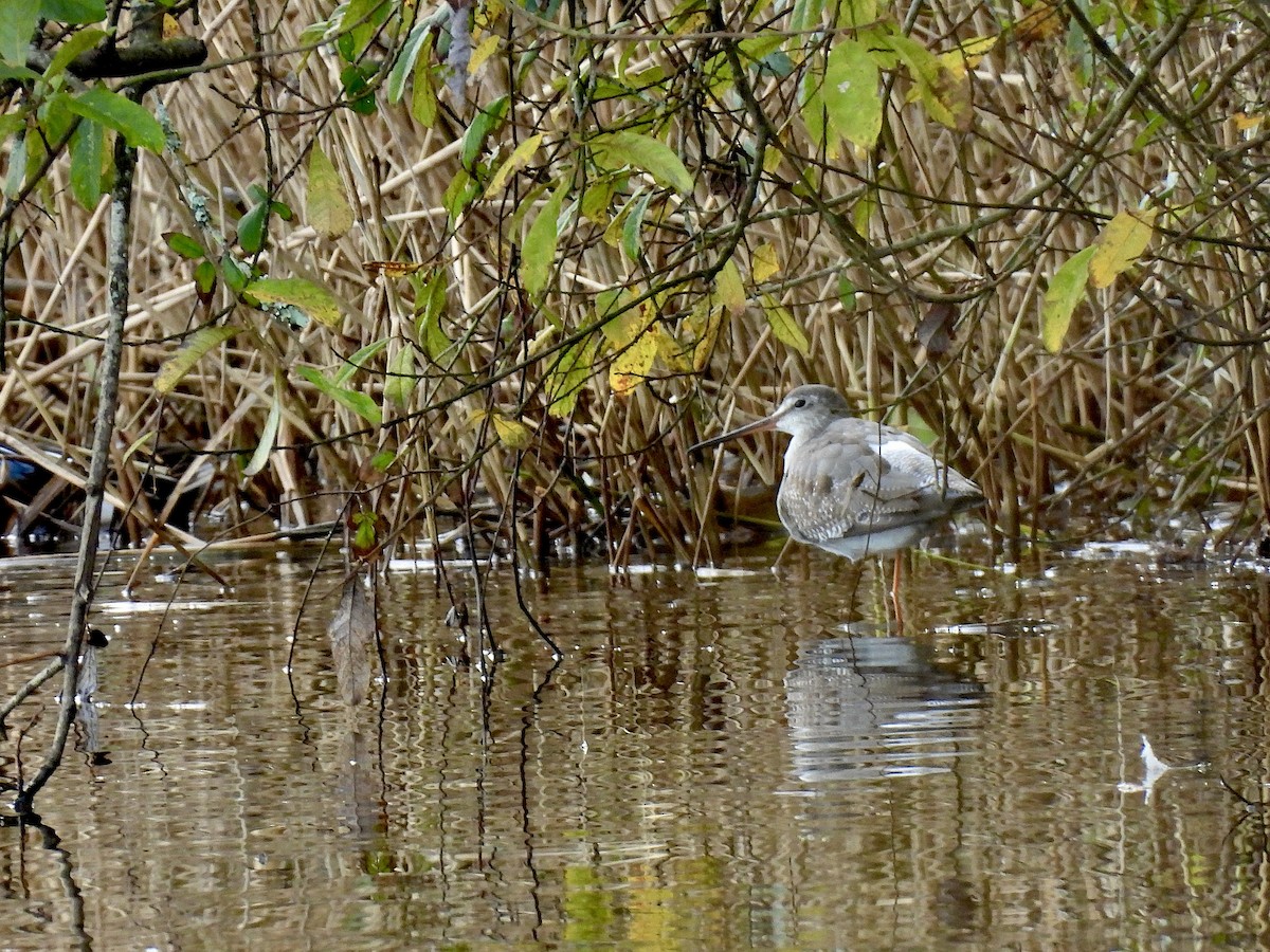 Spotted Redshank - ML646065110