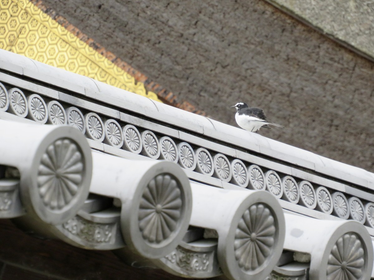 日本鶺鴒 - ML646065111