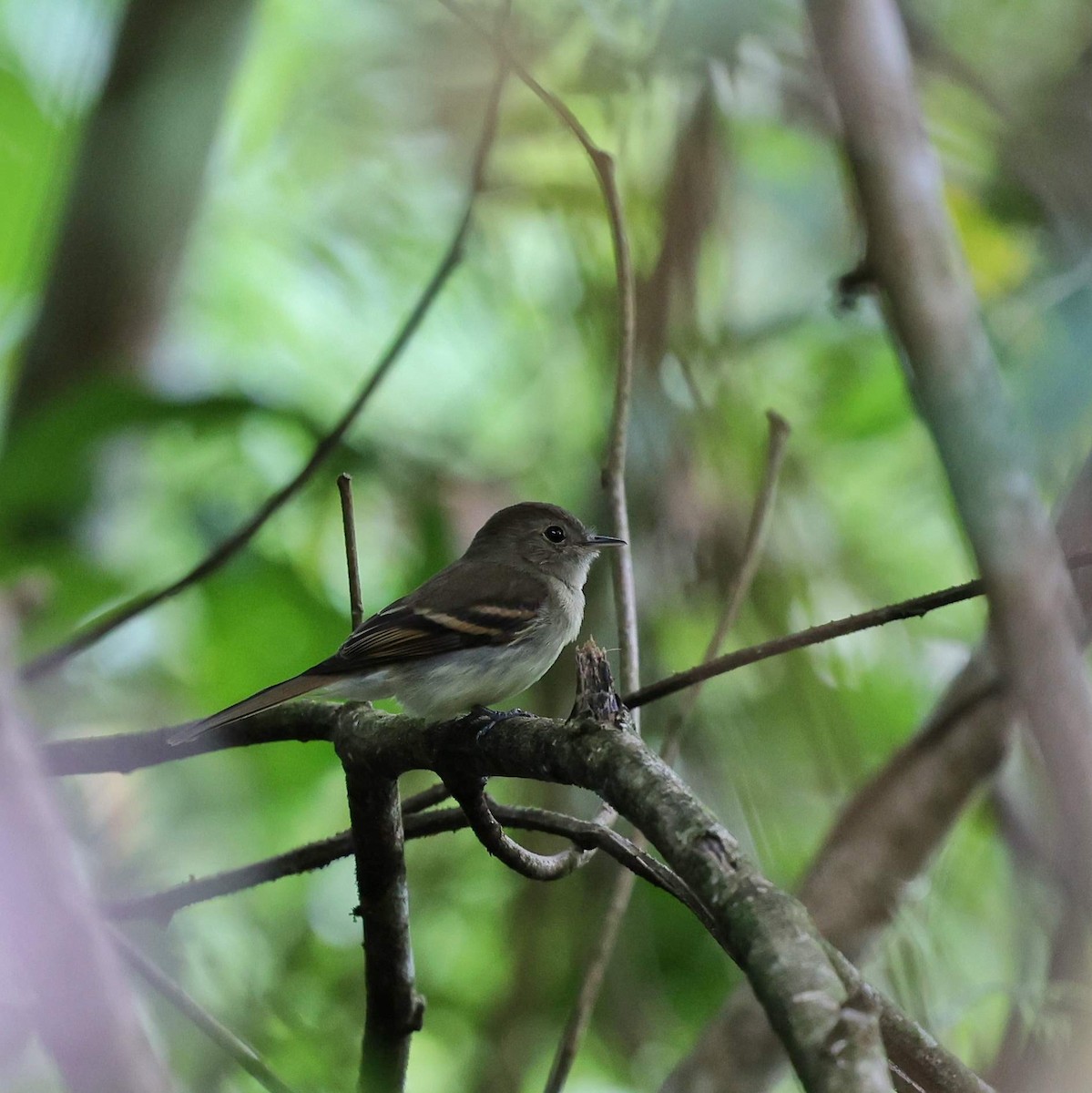 Euler's Flycatcher - ML646065112