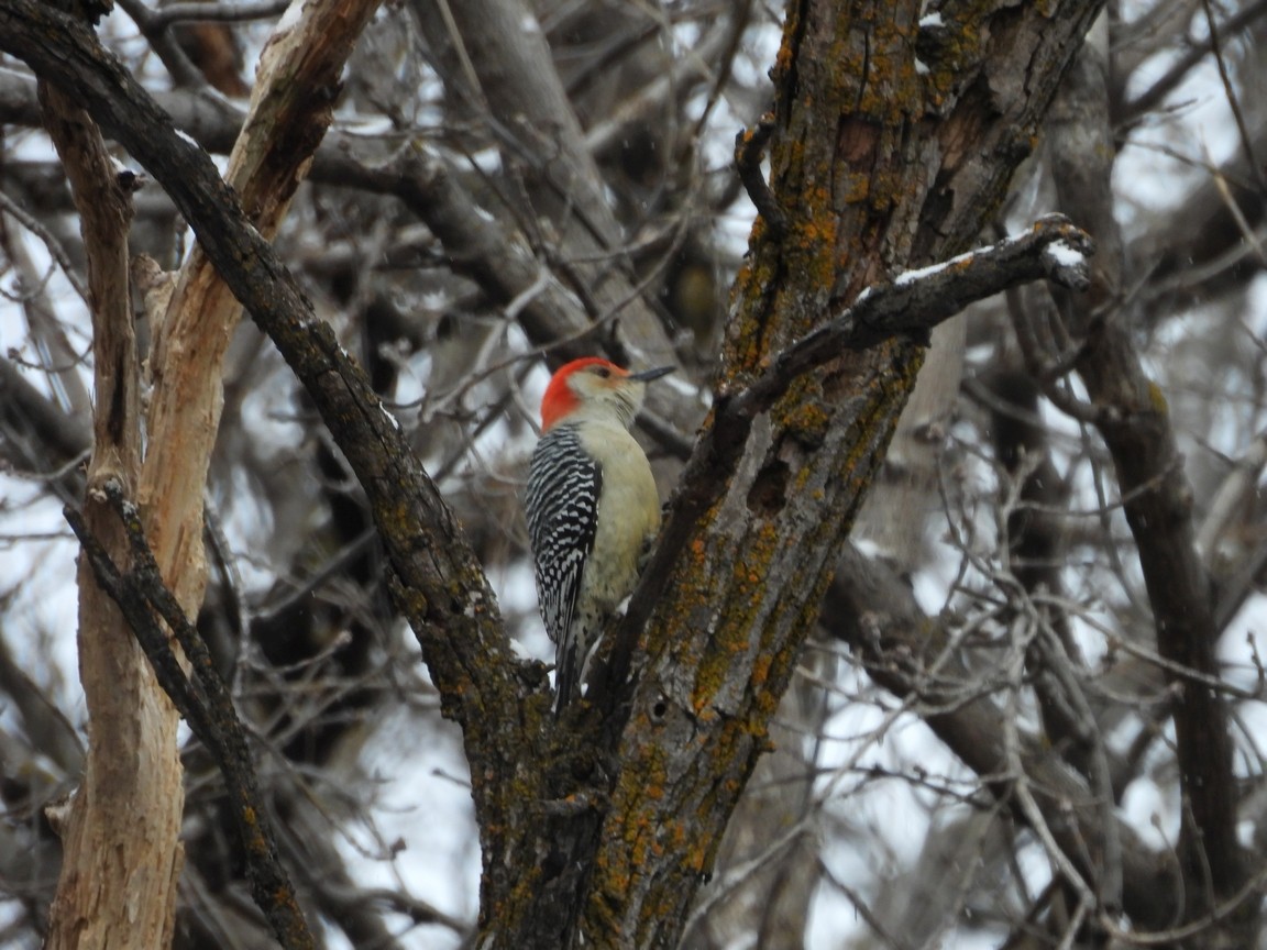 Red-bellied Woodpecker - ML646065113