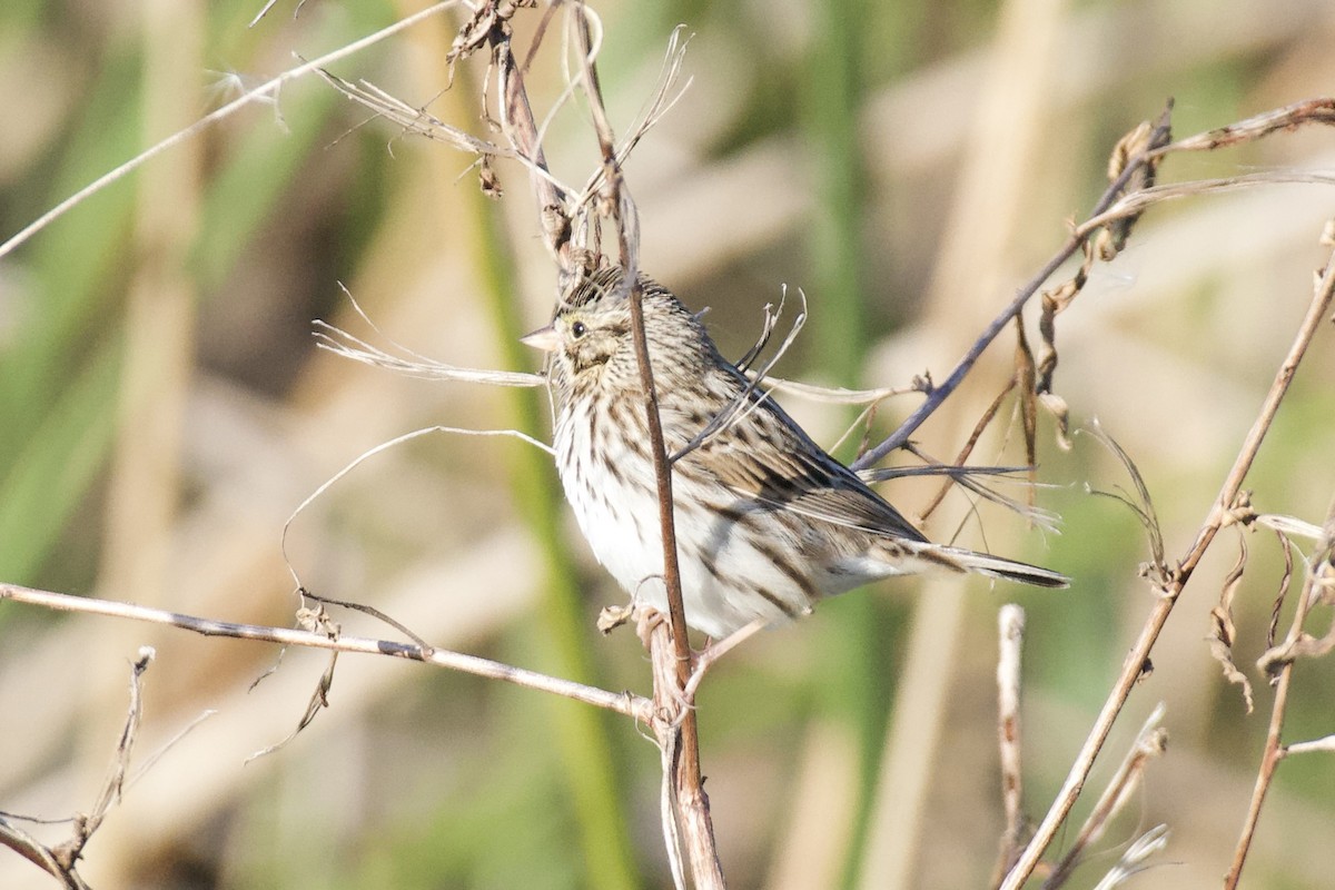 Savannah Sparrow - ML646065114