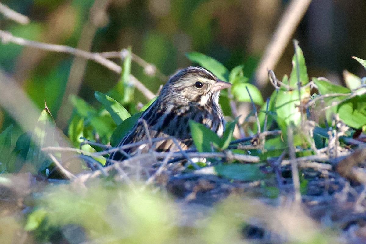 Savannah Sparrow - ML646065115