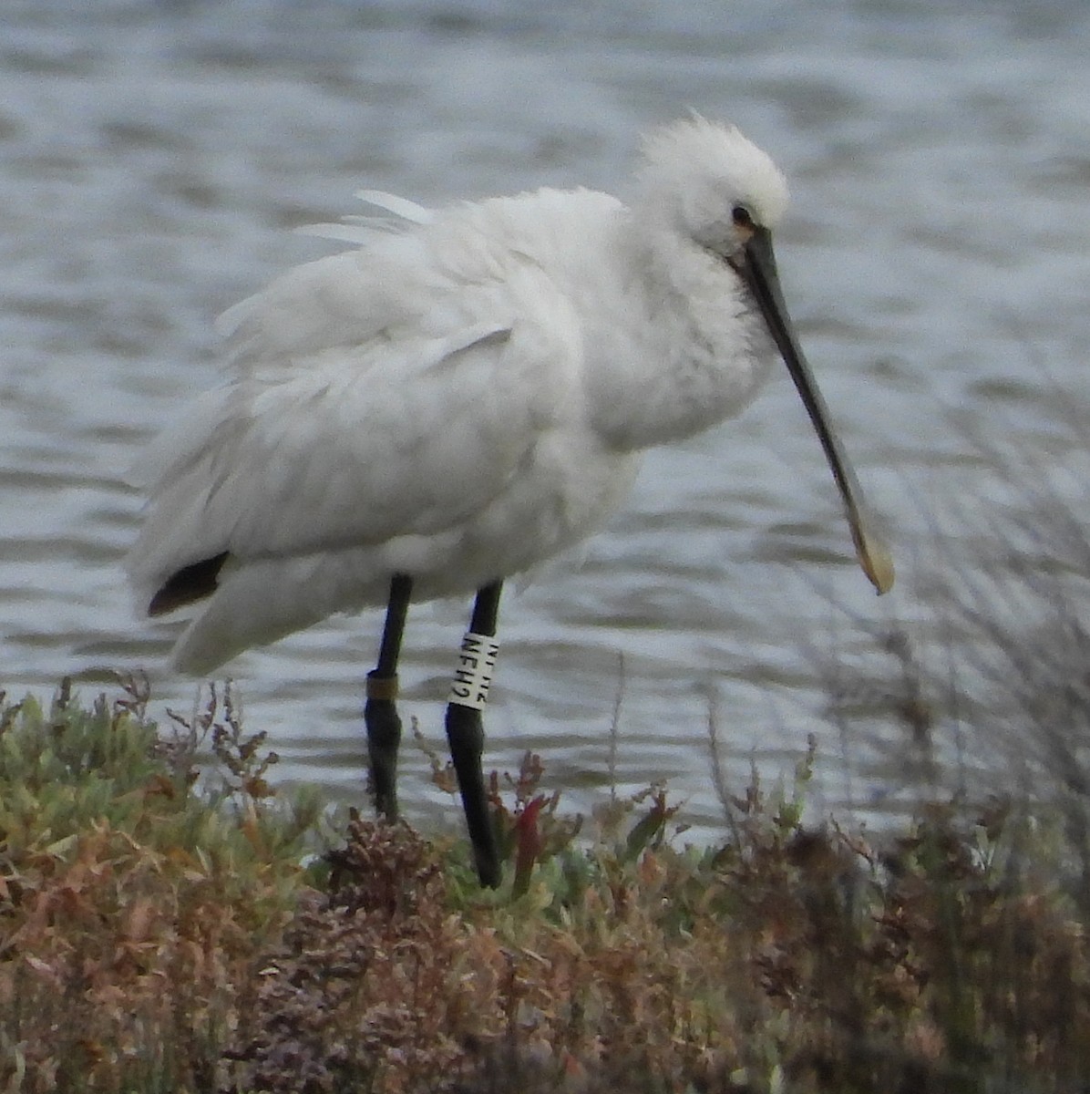 Eurasian Spoonbill - ML646065116