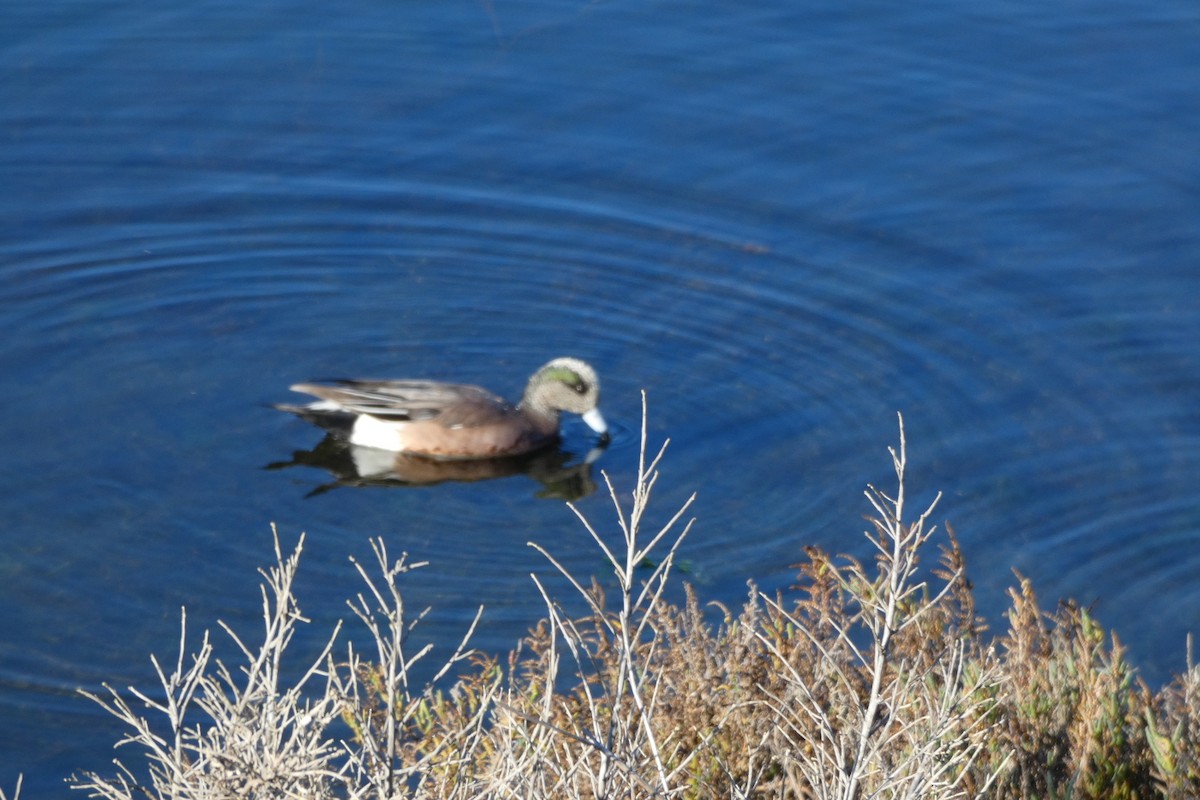 American Wigeon - ML646065117
