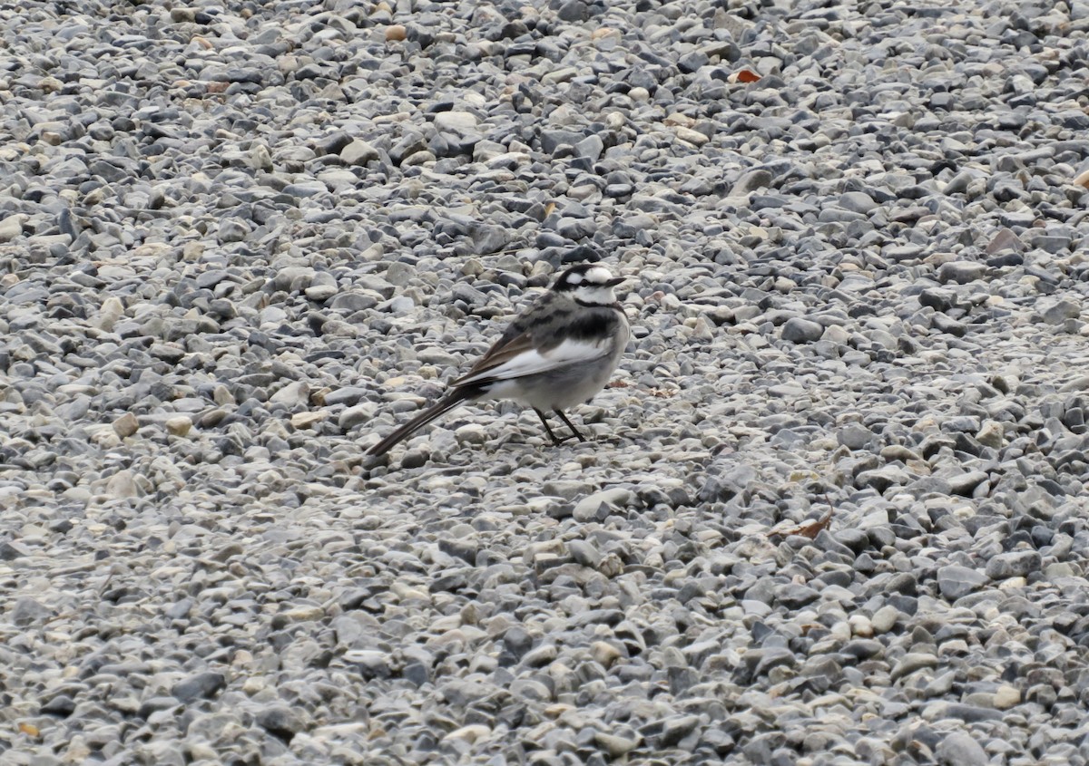 白鶺鴒 - ML646065118