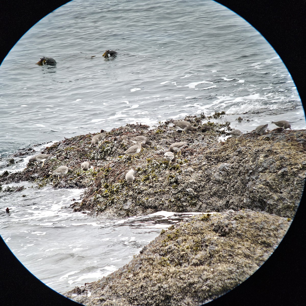 Surfbird - ML646065119