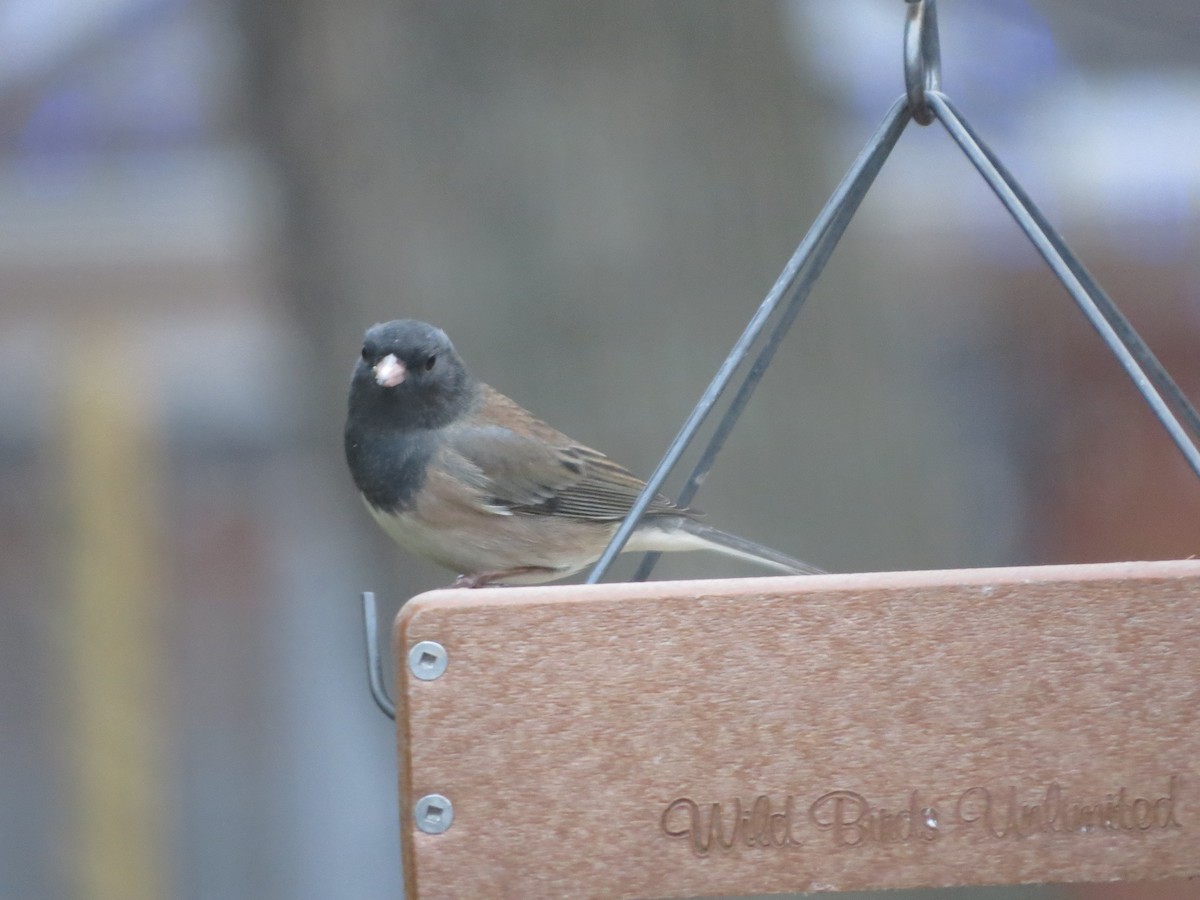 Dark-eyed Junco (Oregon) - ML646065121