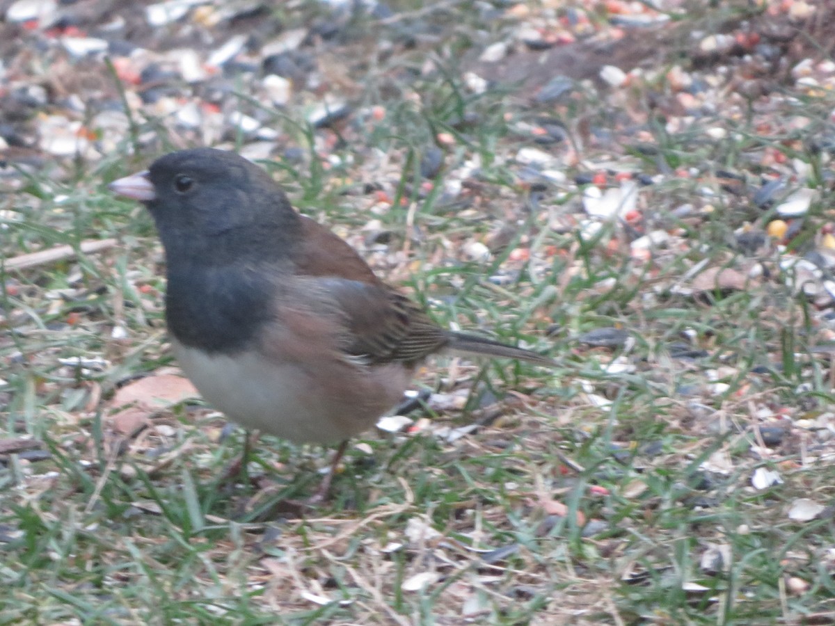 Dark-eyed Junco (Oregon) - ML646065122