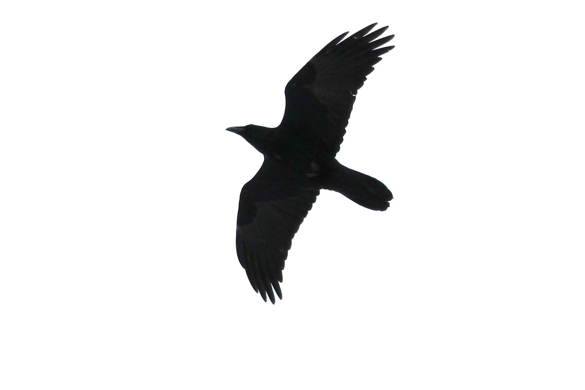 Common Raven - ML646065123