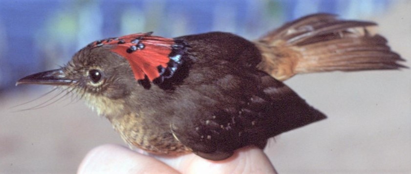 Tropical Royal Flycatcher - ML646065124