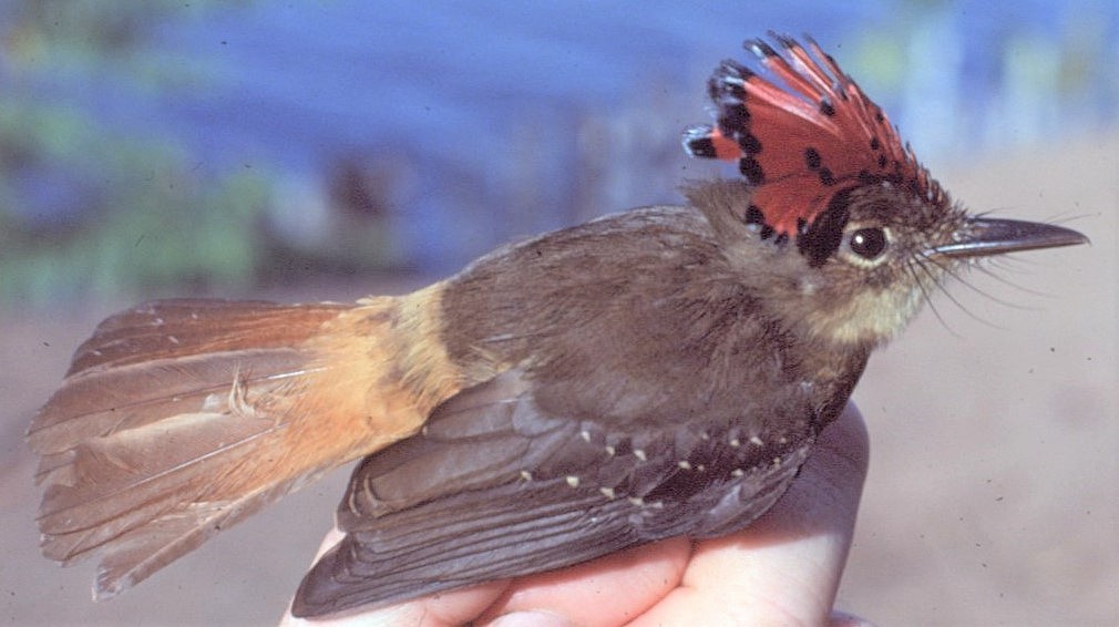 Tropical Royal Flycatcher - ML646065125