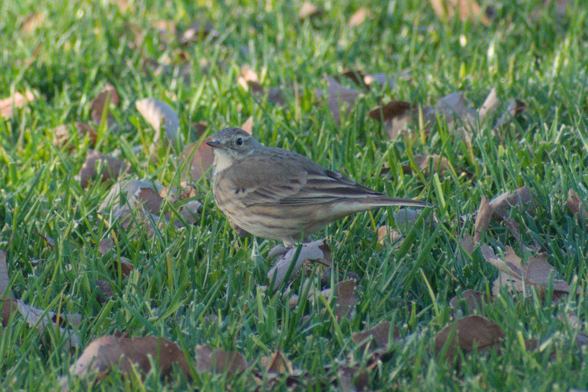 American Pipit - ML646065126